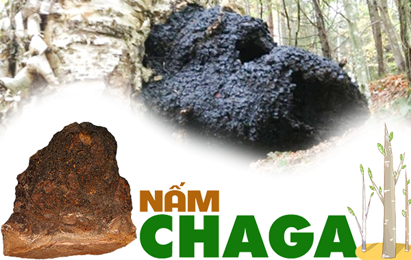 H ng D n S D ng N m Chaga Nga Hi u Qu Nh t